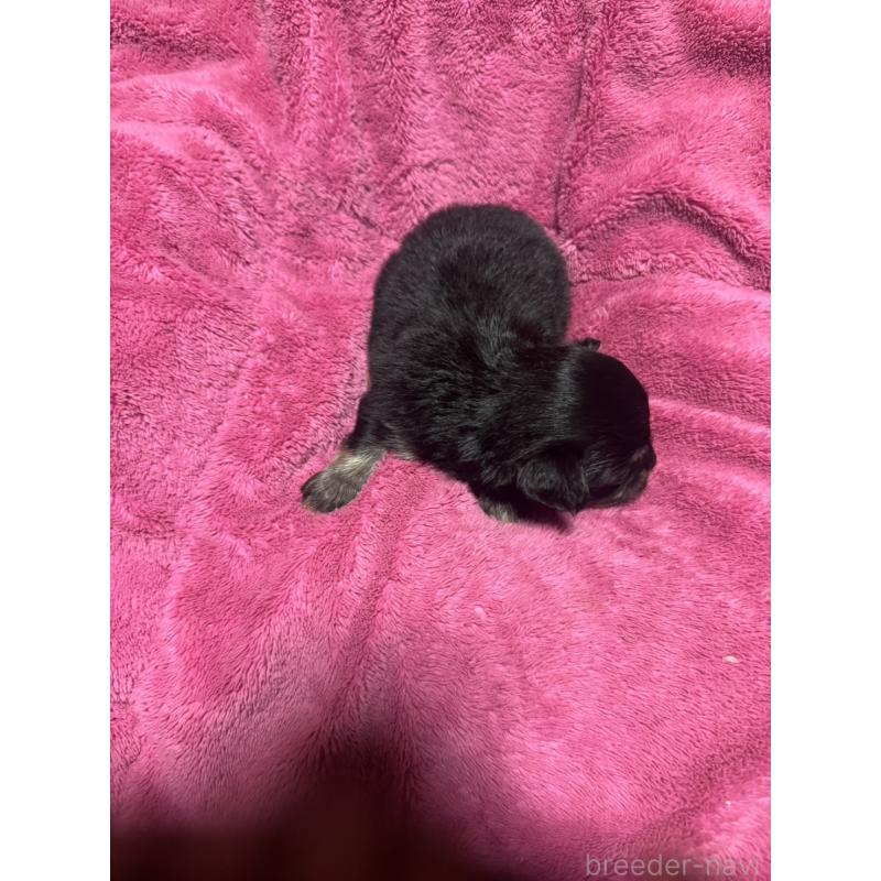 販売中の福岡県のチワワ(ロングコート)-433881の3枚目