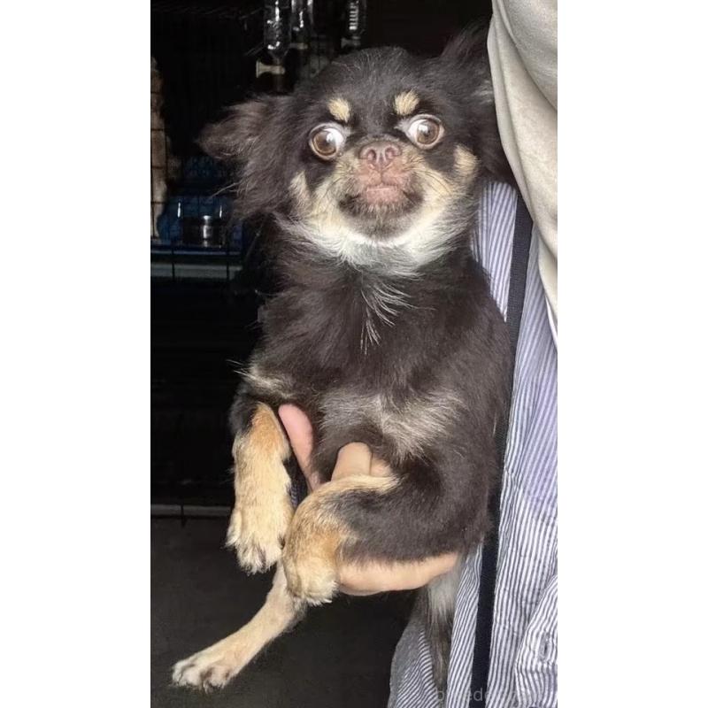 銅銅ちゃん1枚目