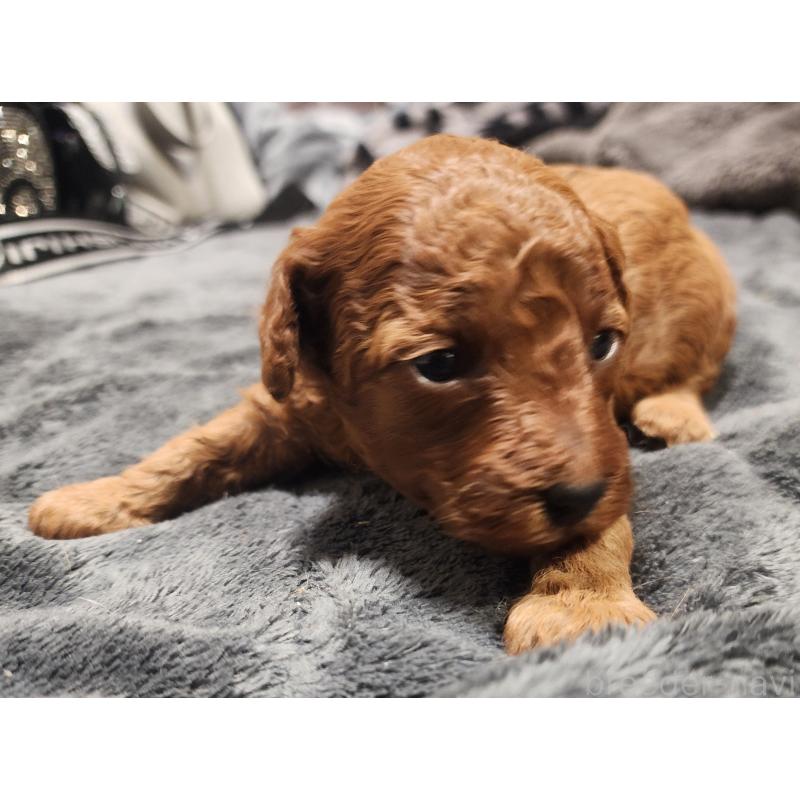 販売中の愛知県のトイプードル-433885の5枚目