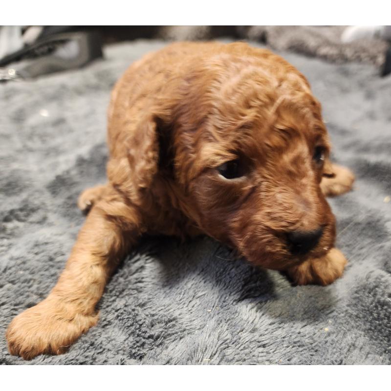 販売中の愛知県のトイプードル-433885の4枚目