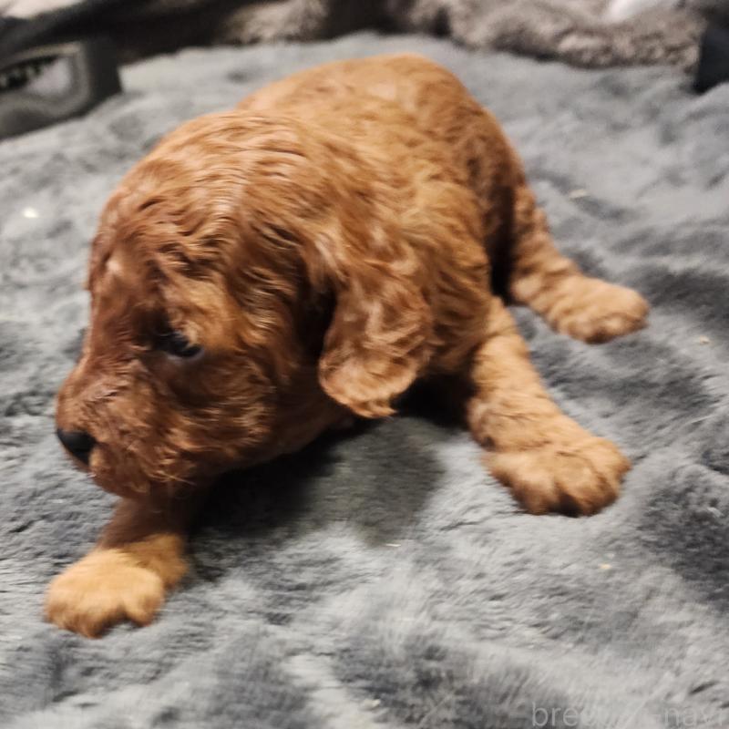 販売中の愛知県のトイプードル-433885の3枚目