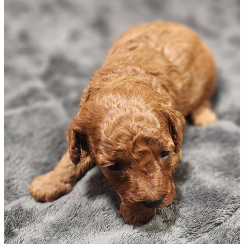 販売中の愛知県のトイプードル-433885の2枚目