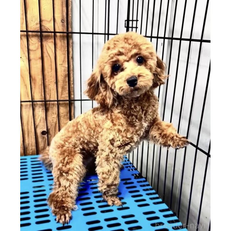 なつめちゃん1枚目