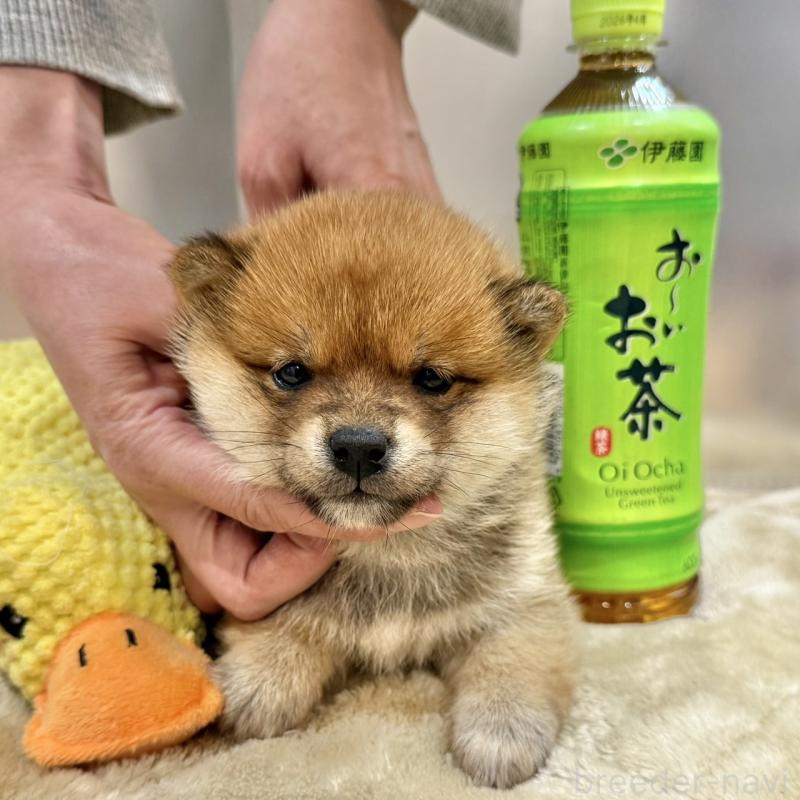 販売中の千葉県の豆柴-433883の3枚目