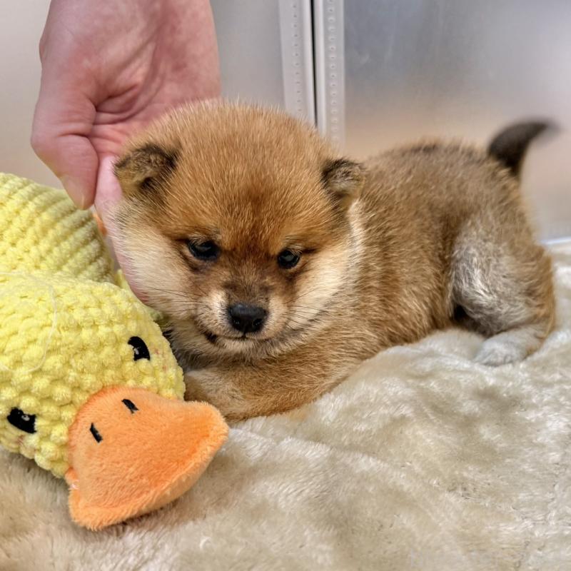 販売中の千葉県の豆柴-433883の2枚目