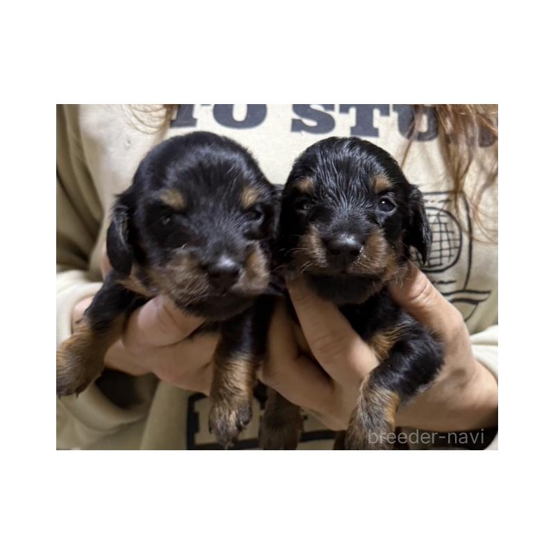 販売中の岩手県のミニチュアダックスフンド(ロングヘアード)-433882の1枚目