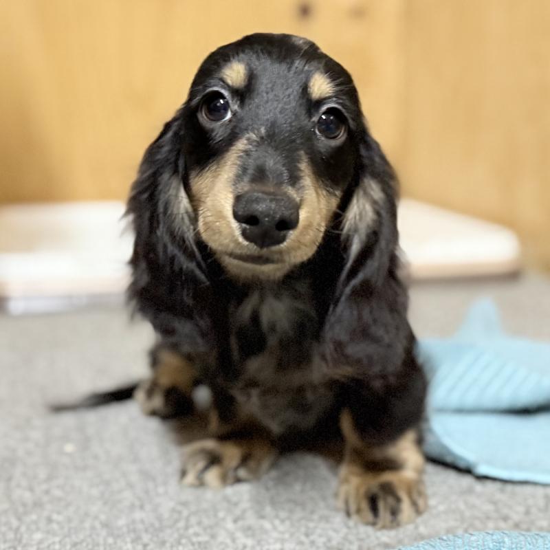 販売中の埼玉県のミニチュアダックスフンド(ロングヘアード)-423542