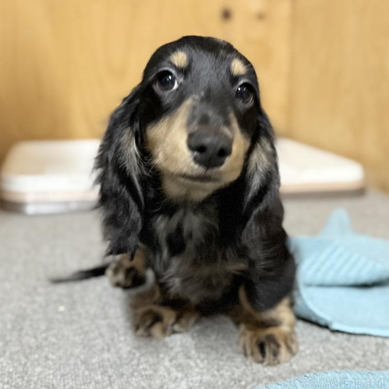 成約済の埼玉県のミニチュアダックスフンド(ロングヘアード)-423542の5枚目