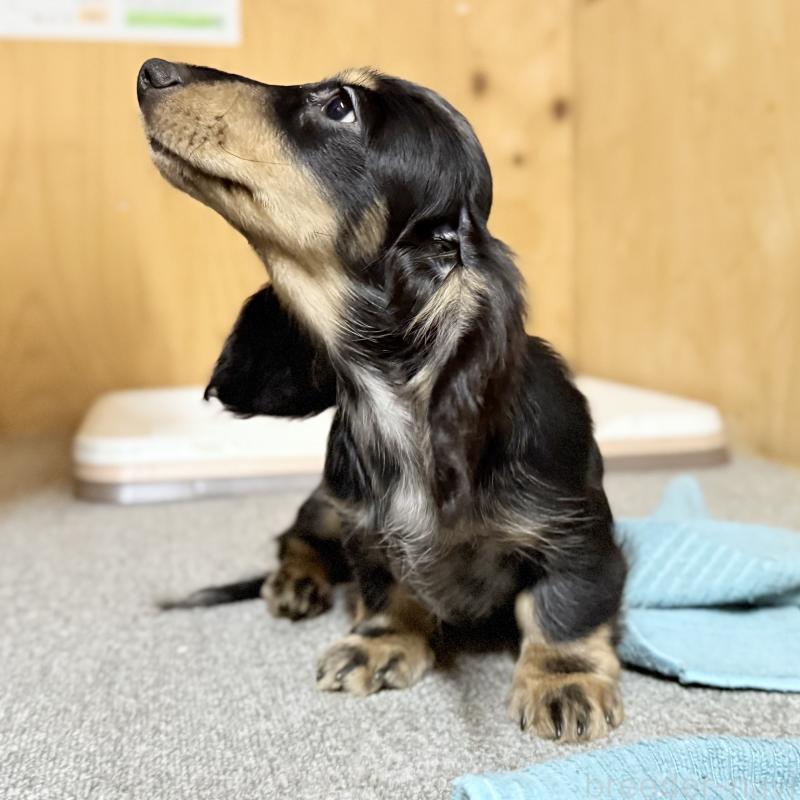 成約済の埼玉県のミニチュアダックスフンド(ロングヘアード)-423542の2枚目