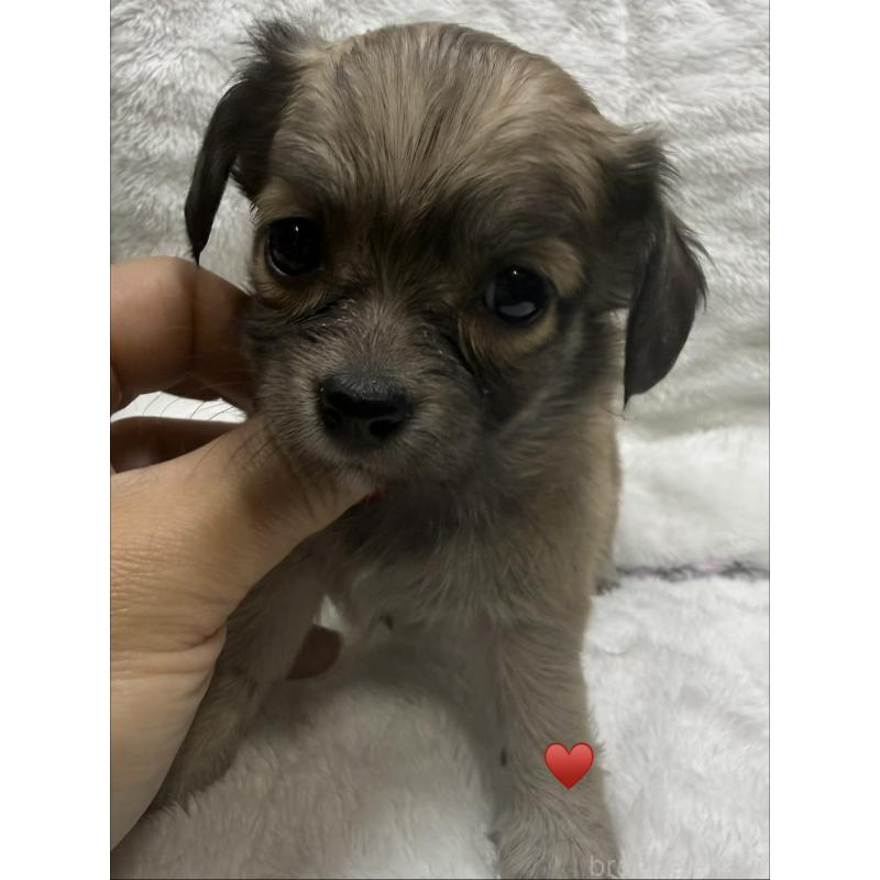 販売中の愛知県のチワックス:チワワ×ミニチュアダックスフンド-430158