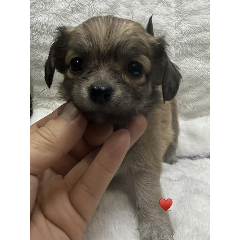 販売中の愛知県のチワックス:チワワ×ミニチュアダックスフンド-430158の10枚目