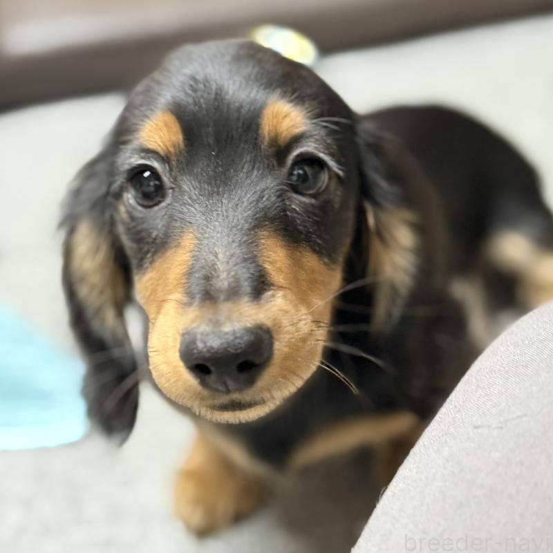 販売中の埼玉県のミニチュアダックスフンド(ロングヘアード)-423535