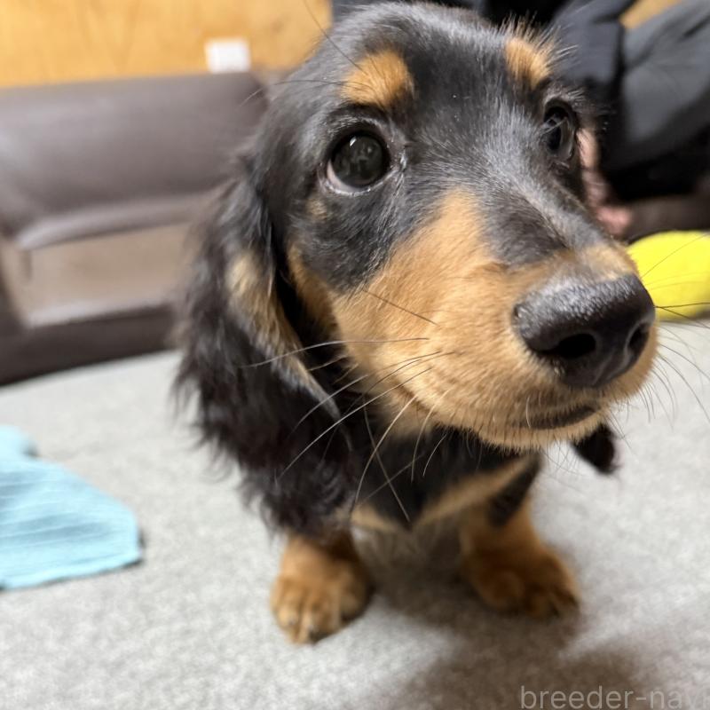 成約済の埼玉県のミニチュアダックスフンド(ロングヘアード)-423535の3枚目