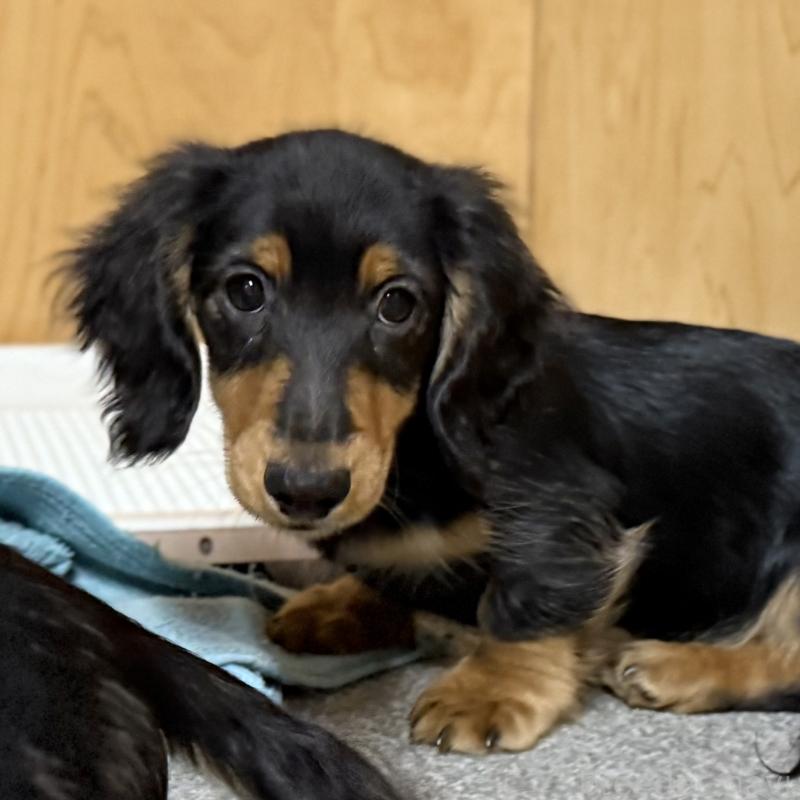 成約済の埼玉県のミニチュアダックスフンド(ロングヘアード)-423535の2枚目