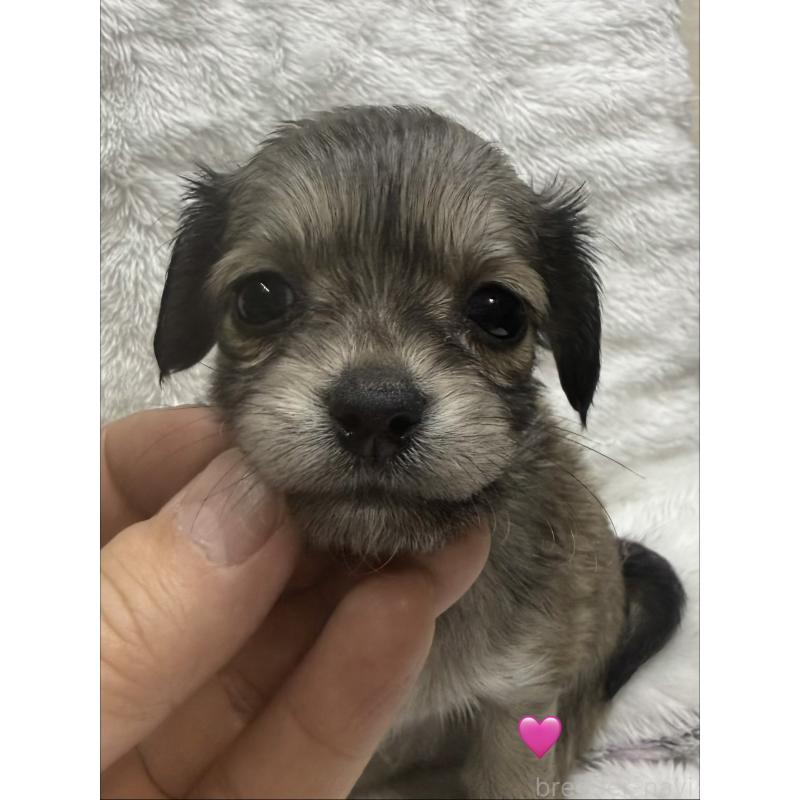 販売中の愛知県のチワックス:チワワ×ミニチュアダックスフンド-430803