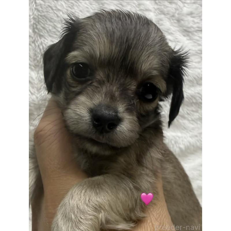 販売中の愛知県のチワックス:チワワ×ミニチュアダックスフンド-430803の10枚目