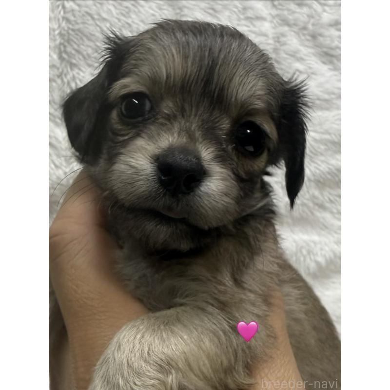 販売中の愛知県のチワックス:チワワ×ミニチュアダックスフンド-430803の9枚目