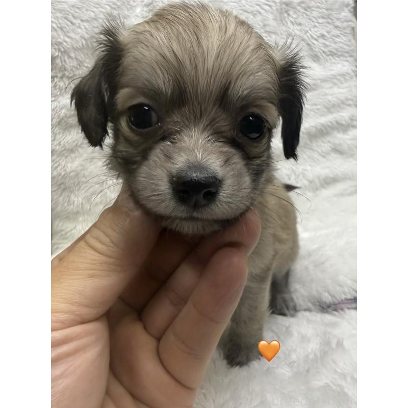 販売中の愛知県のチワックス:チワワ×ミニチュアダックスフンド-430807の9枚目