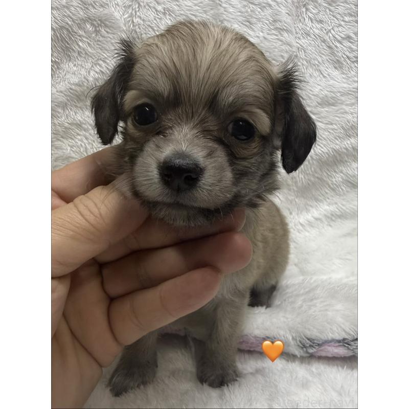 販売中の愛知県のチワックス:チワワ×ミニチュアダックスフンド-430807の8枚目