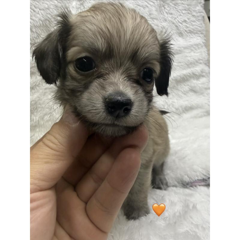 販売中の愛知県のチワックス:チワワ×ミニチュアダックスフンド-430807