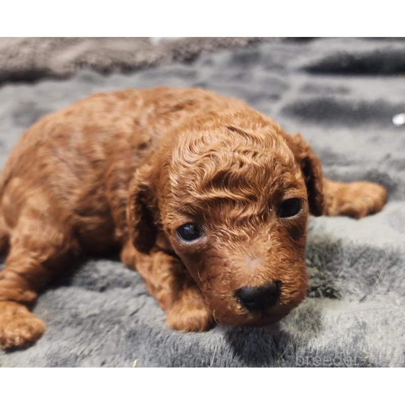 販売中の愛知県のトイプードル-433887の6枚目