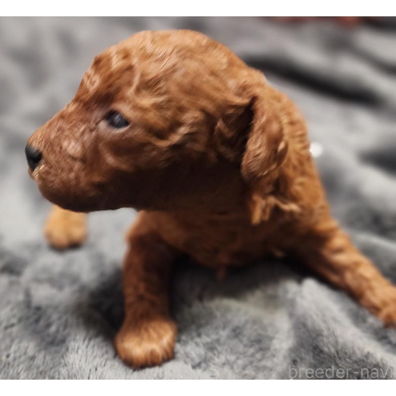 販売中の愛知県のトイプードル-433887の5枚目