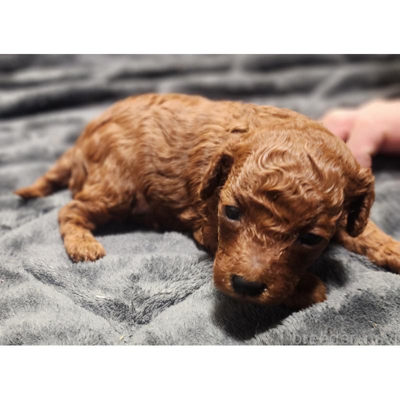 販売中の愛知県のトイプードル-433887の4枚目