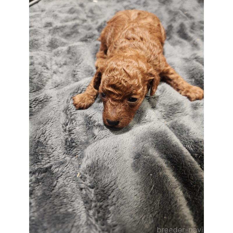 販売中の愛知県のトイプードル-433887の3枚目