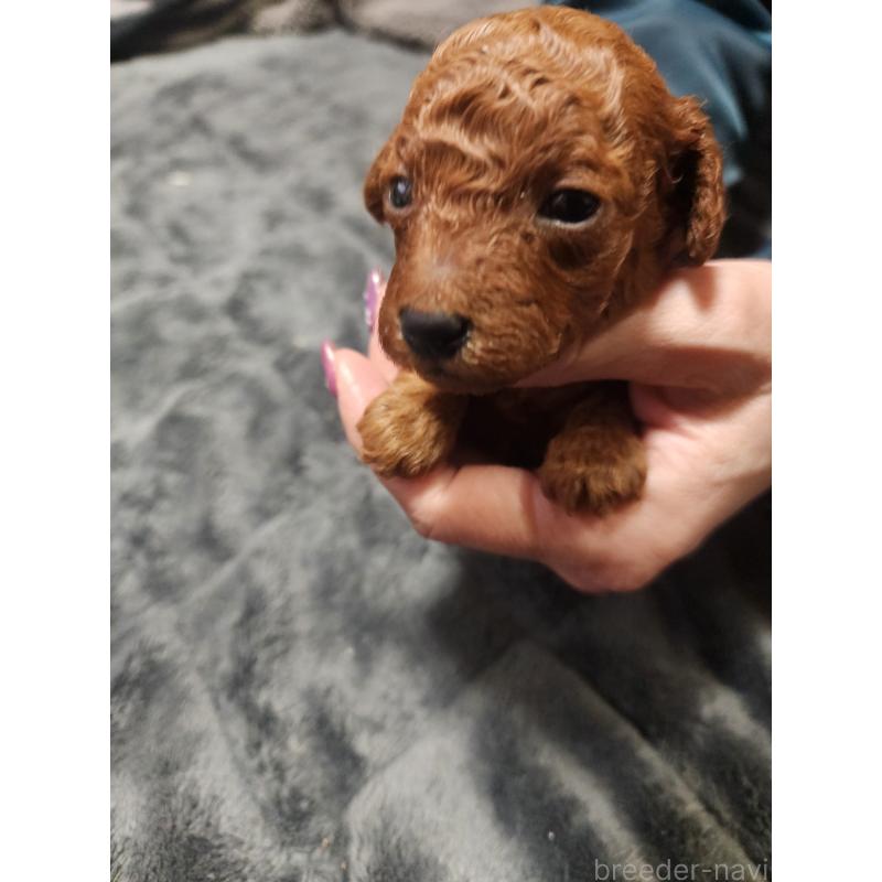 販売中の愛知県のトイプードル-433887の2枚目