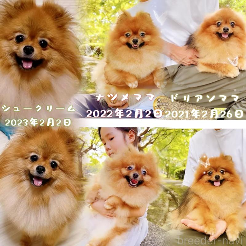 販売中の岐阜県のポメラニアン-425684の2枚目