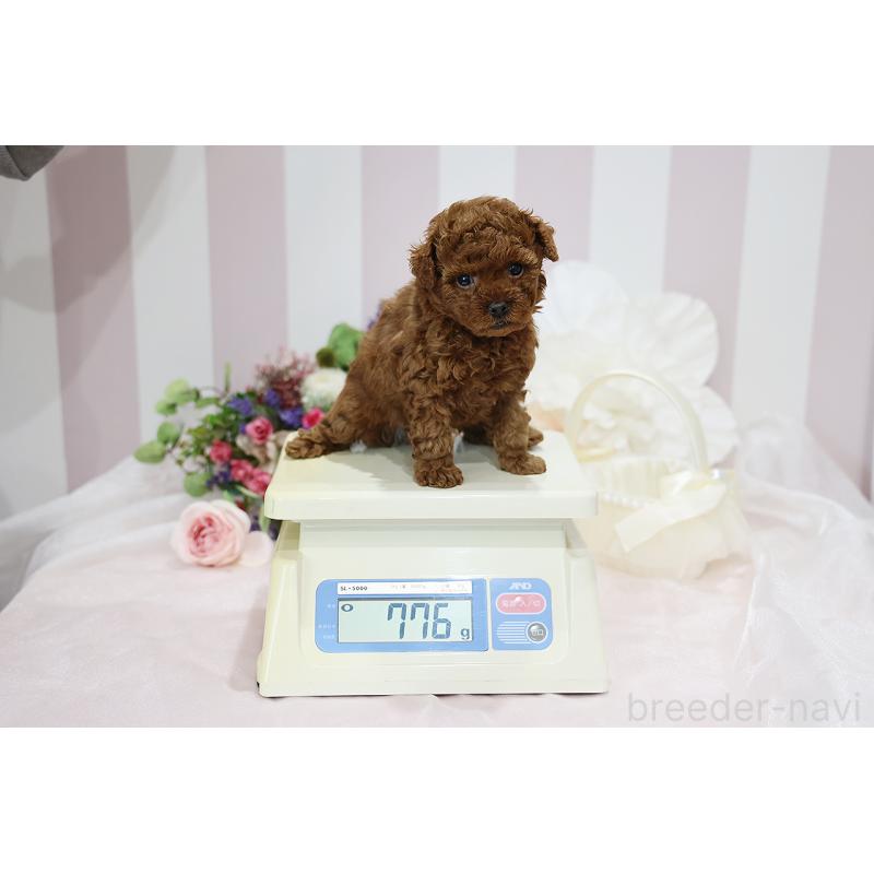 成約済の京都府のトイプードル-430557の11枚目