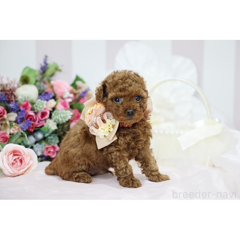 成約済の京都府のトイプードル-430557の9枚目