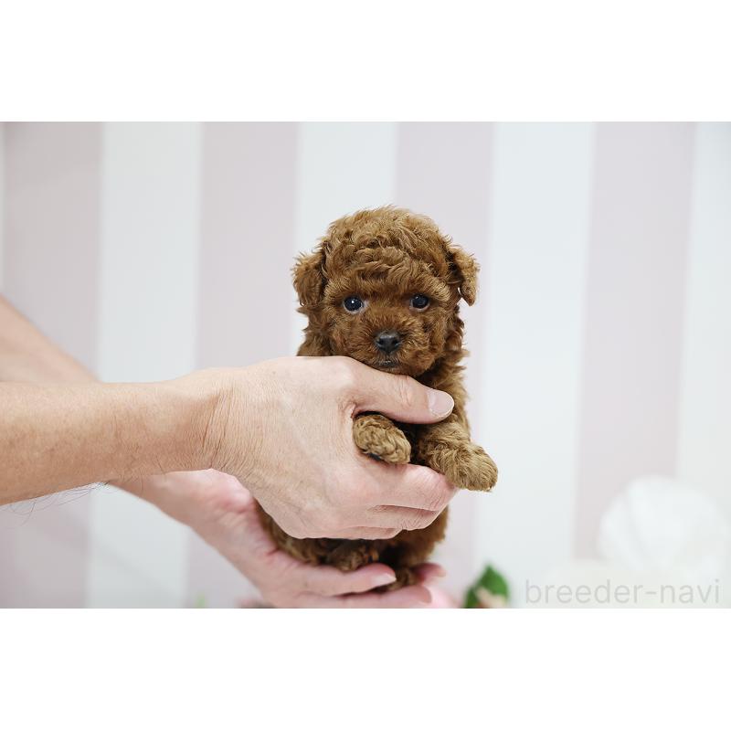 成約済の京都府のトイプードル-430557の10枚目