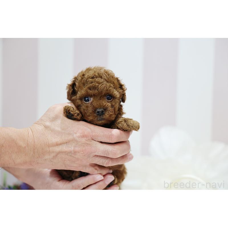 成約済の京都府のトイプードル-430557の8枚目