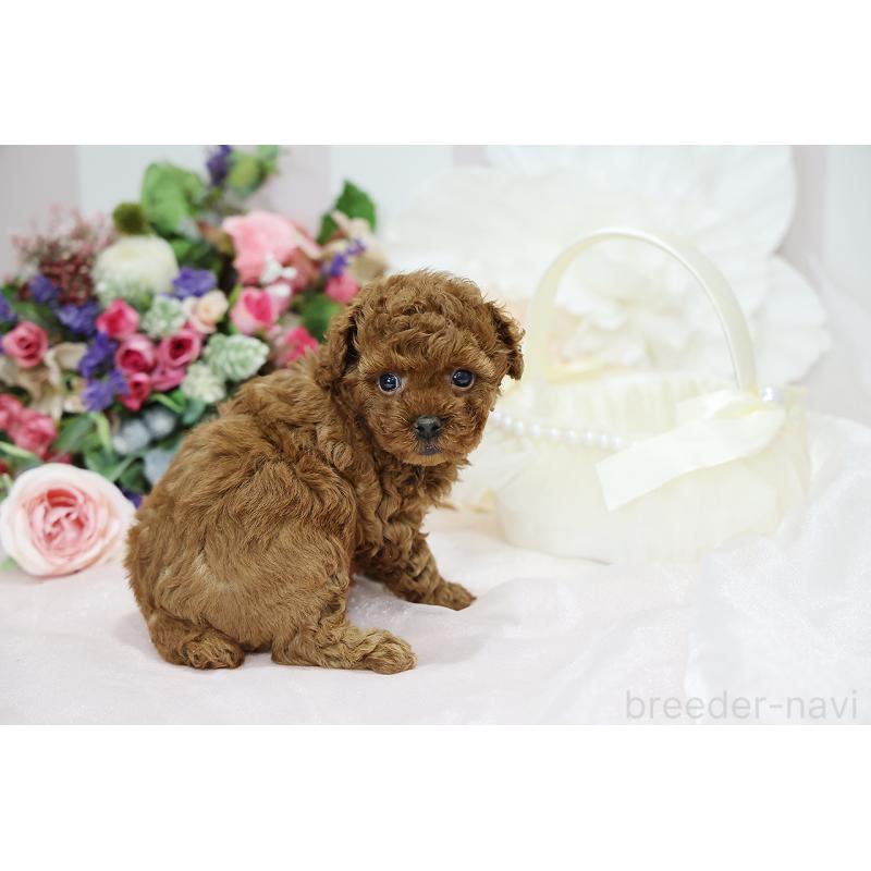 成約済の京都府のトイプードル-430557の7枚目