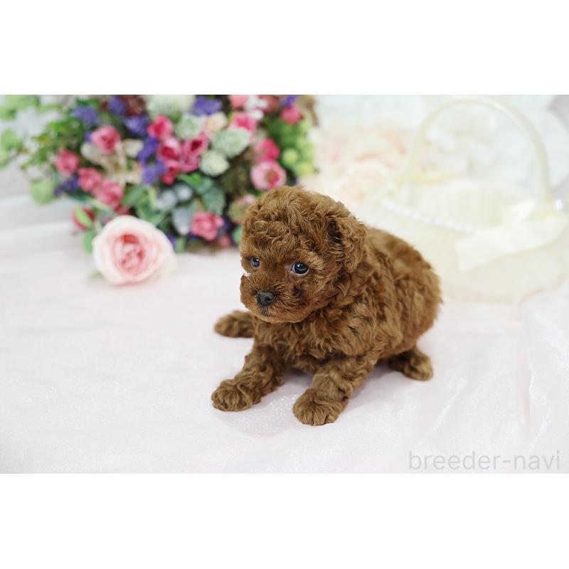 成約済の京都府のトイプードル-430557の6枚目