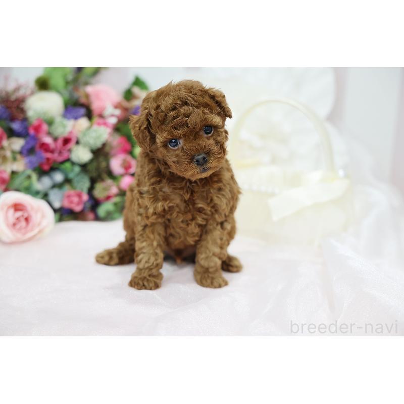 成約済の京都府のトイプードル-430557の5枚目