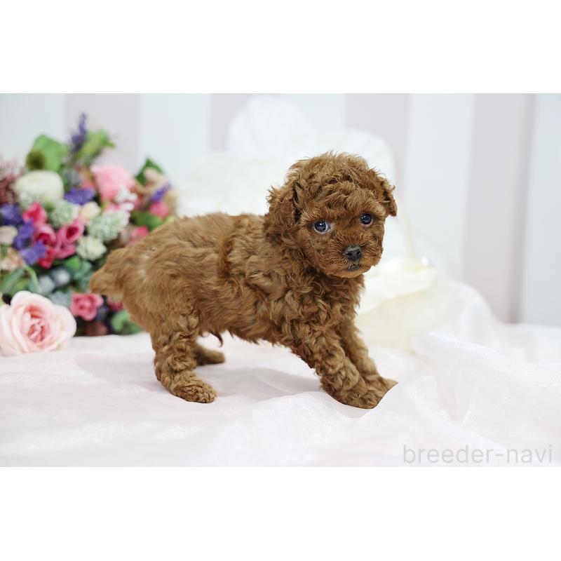 成約済の京都府のトイプードル-430557の3枚目