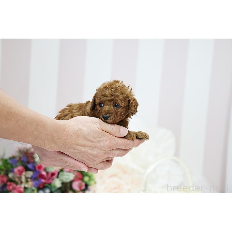 成約済の京都府のトイプードル-430558の9枚目