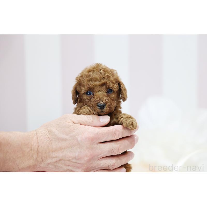 成約済の京都府のトイプードル-430558の8枚目