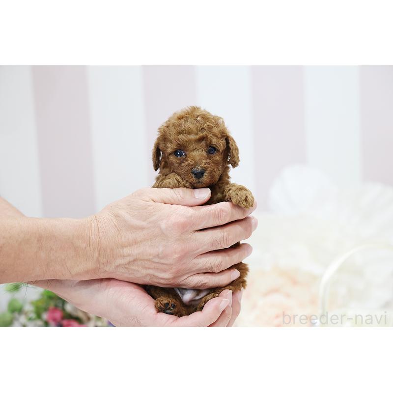 成約済の京都府のトイプードル-430558の7枚目