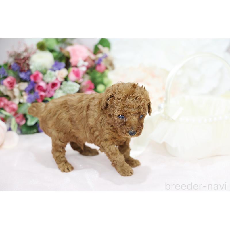 成約済の京都府のトイプードル-430558の6枚目