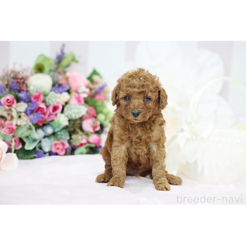 成約済の京都府のトイプードル-430558の5枚目