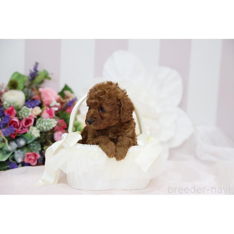 成約済の京都府のトイプードル-430558の4枚目