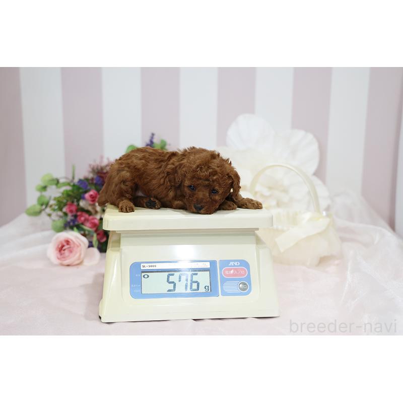 成約済の京都府のトイプードル-430558の3枚目