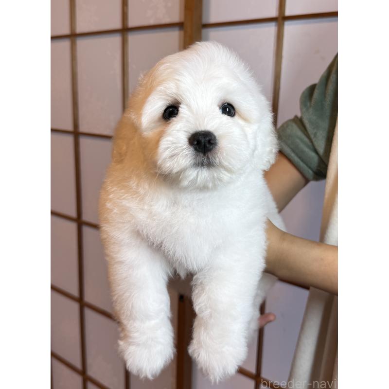 販売中の埼玉県のミックス犬-432620