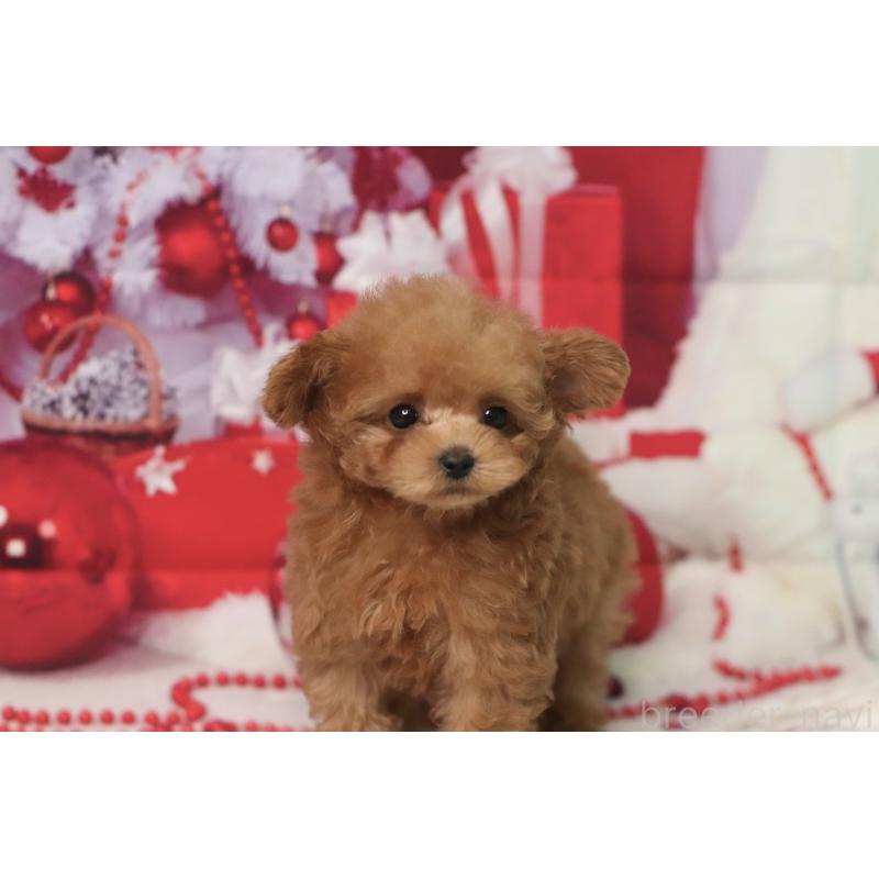 販売中の兵庫県のティーカッププードル-428243の4枚目