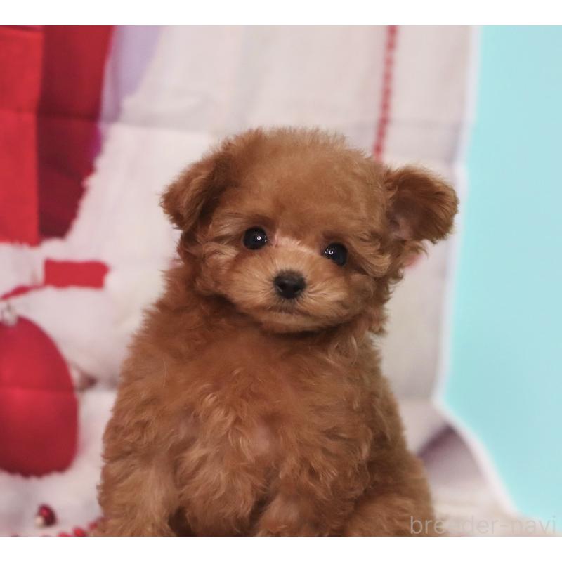 販売中の兵庫県のティーカッププードル-428243の3枚目