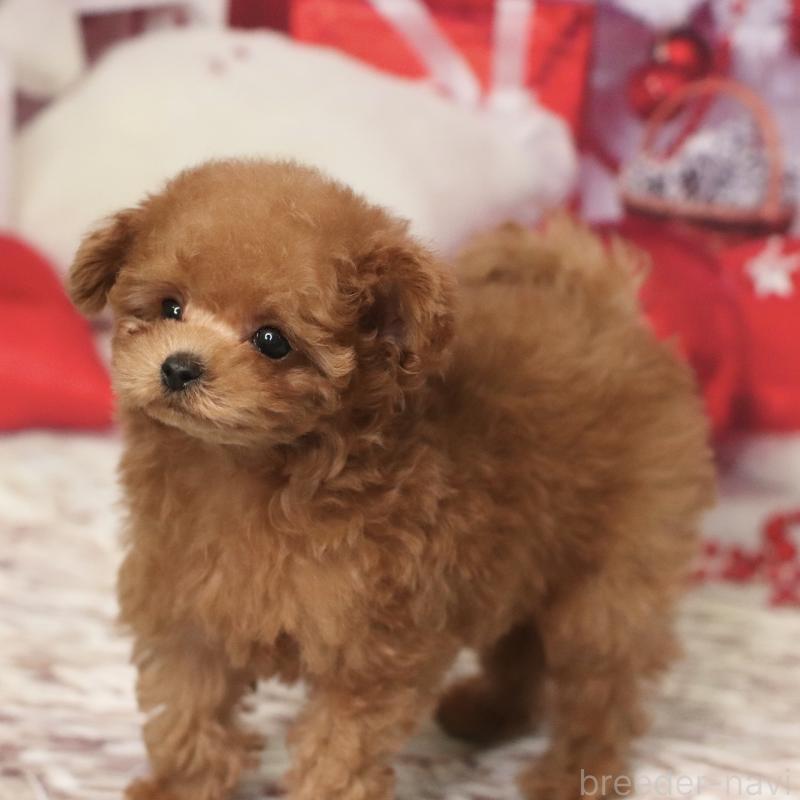 販売中の兵庫県のティーカッププードル-428243の2枚目