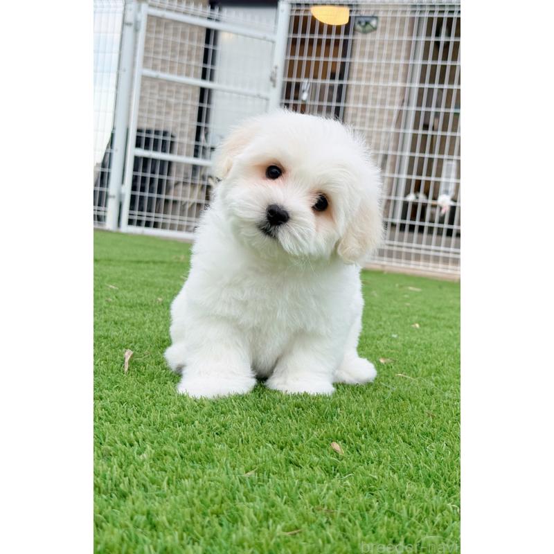 販売中の埼玉県のミックス犬-433888の4枚目